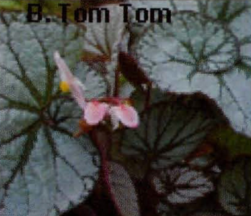 B. ‘Tom Tom’